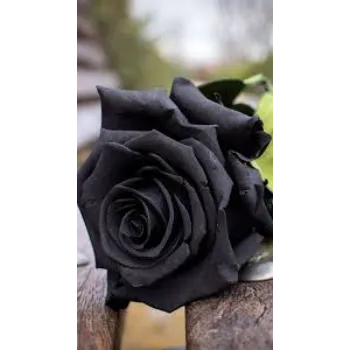 Natural Black Rose